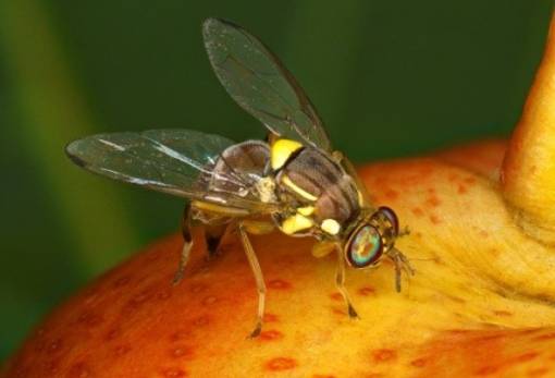Συναγερμός χωρίς κρούσματα στη Λακωνία: Σε πλήρη επιφυλακή για τη Bactrocera zonata