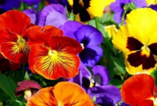 «Γιορτή Λουλουδιών» για έκτη χρονιά στο Γύθειο!