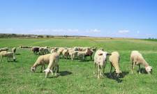 &Tau;&omicron;&xi;&iota;&kappa;ά &phi;&upsilon;&tau;ά &sigma;&tau;&omicron;&upsilon;&sigmaf; &beta;&omicron;&sigma;&kappa;ό&tau;&omicron;&pi;&omicron;&upsilon;&sigmaf;: &Pi;ώ&sigmaf; &tau;&alpha; &zeta;ώ&alpha; &mu;&alpha;&theta;&alpha;ί&nu;&omicron;&upsilon;&nu; &nu;&alpha; &tau;&alpha; &alpha;&pi;&omicron;&phi;&epsilon;ύ&gamma;&omicron;&upsilon;&nu;