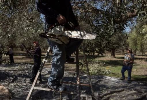 Όσοι έχουν ελιές κινδυνεύουν με πρόστιμα έως 5.000 ευρώ