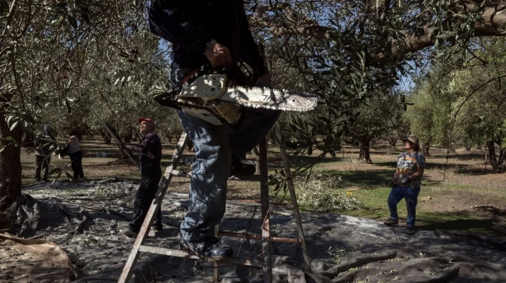 Όσοι έχουν ελιές κινδυνεύουν με πρόστιμα έως 5.000 ευρώ