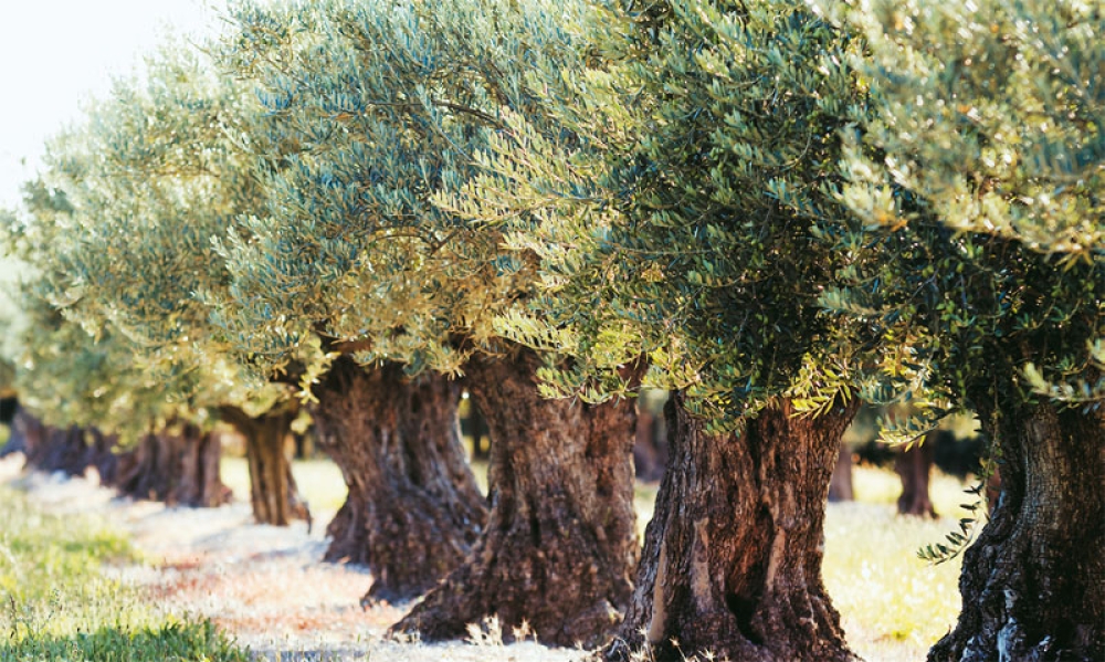 &Omicron;&iota; &epsilon;&chi;&theta;&rho;&omicron;ί &kappa;&alpha;&iota; &omicron;&iota; &alpha;&sigma;&theta;έ&nu;&epsilon;&iota;&epsilon;&sigmaf; &tau;&eta;&sigmaf; &epsilon;&lambda;&iota;ά&sigmaf;