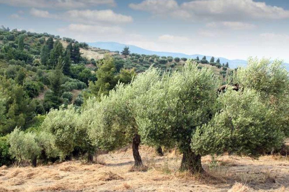 &Epsilon;&pi;ί&sigma;&eta;&mu;&eta; &eta; &pi;&alpha;&rho;ά&tau;&alpha;&sigma;&eta; &pi;&rho;&omicron;&theta;&epsilon;&sigma;&mu;ί&alpha;&sigmaf; &gamma;&iota;&alpha; &tau;&omicron; &Omicron;&Sigma;&Delta;&Epsilon; 2025