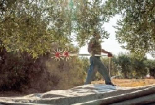 Στον «αέρα» τα ελαιοκομικά προγράμματα