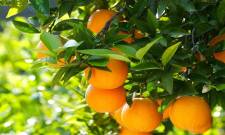 Πορτοκάλια στην Ελλάδα: Οι ποικιλίες που καθορίζουν την παραγωγή