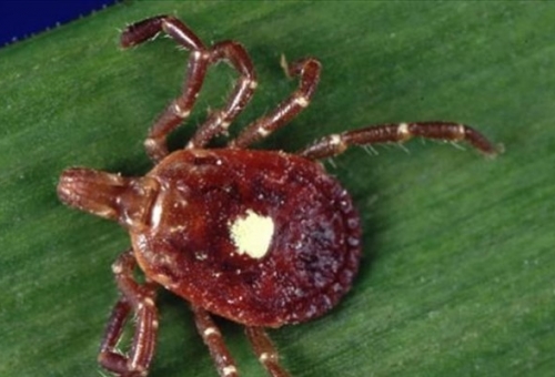 Το τσιμπούρι Lone Star μας εξαναγκάζει να γίνουμε χορτοφάγοι