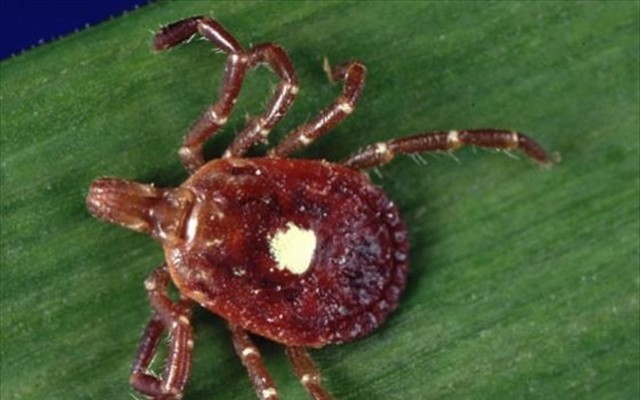 &Tau;&omicron; &tau;&sigma;&iota;&mu;&pi;&omicron;ύ&rho;&iota; Lone Star &mu;&alpha;&sigmaf; &epsilon;&xi;&alpha;&nu;&alpha;&gamma;&kappa;ά&zeta;&epsilon;&iota; &nu;&alpha; &gamma;ί&nu;&omicron;&upsilon;&mu;&epsilon; &chi;&omicron;&rho;&tau;&omicron;&phi;ά&gamma;&omicron;&iota;