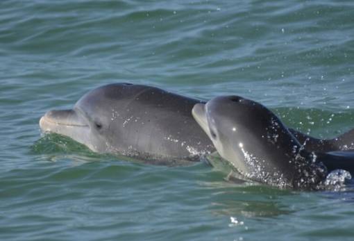 Τα δελφίνια μιλούν «μωρουδίστικα» στα παιδία τους