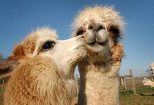 Καμήλες που είχαν κάνει Botox αποκλείστηκαν από καλλιστεία στο Ριάντ