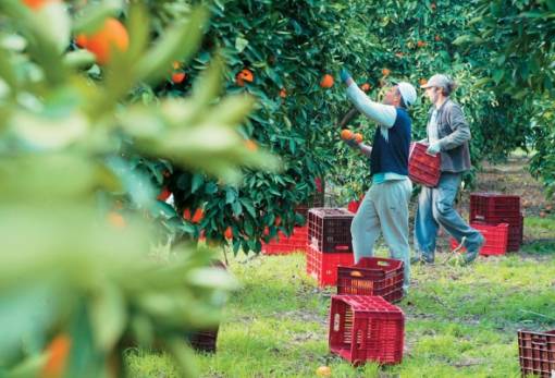 Εργάτες γης αναζητά ο ΑΣΕΕ «ΛΑΚΩΝΙΑ»