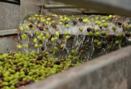 Εσύ πώς πληρώνεις το ελαιοτριβείο; Σε είδος ή μετρητά;