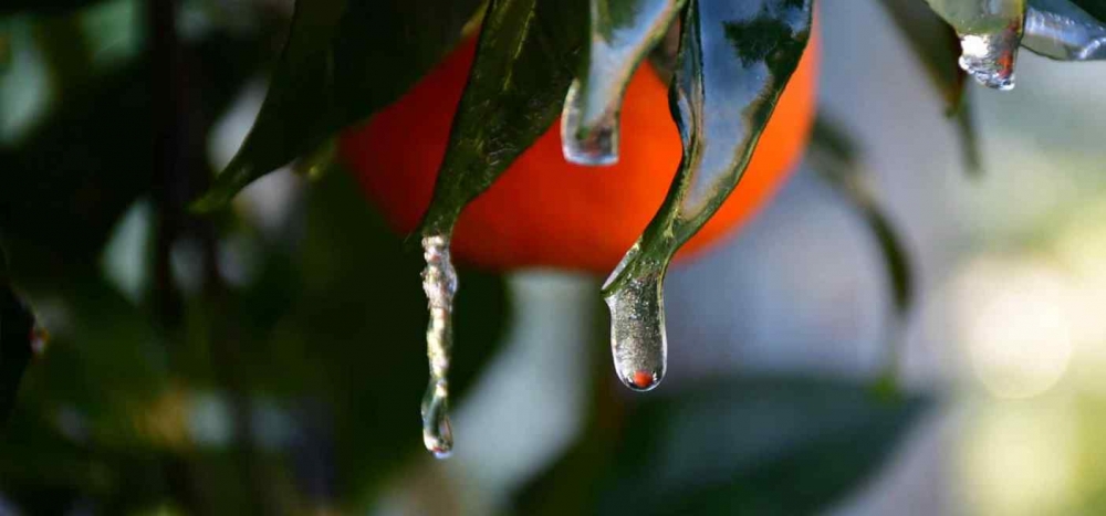 Ο αναποζημίωτος πάγος έφερε «θύελλες» στη Λακωνία