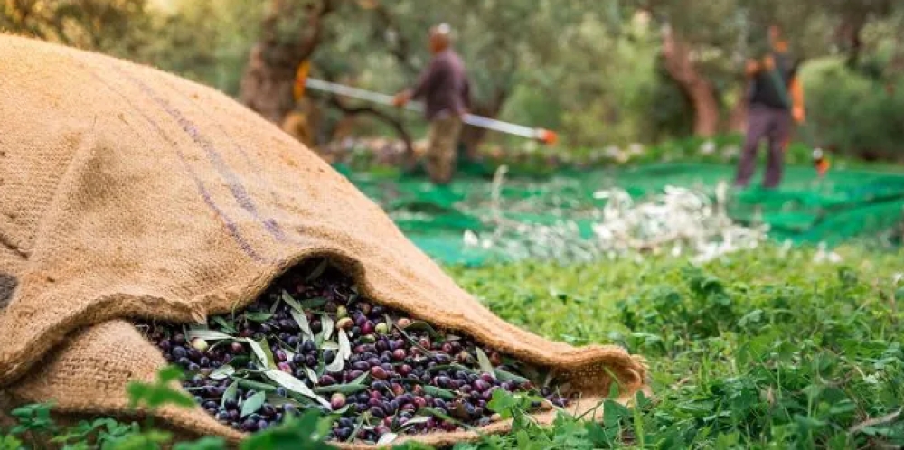 &Pi;&rho;ό&sigma;&tau;&iota;&mu;&alpha;-&phi;&omega;&tau;&iota;ά &gamma;&iota;&alpha; &lambda;ί&gamma;&epsilon;&sigmaf; &epsilon;&lambda;&iota;έ&sigmaf; &kappa;&alpha;&iota; &mu;&iota;&kappa;&rho;ά &alpha;&gamma;&rho;&omicron;&tau;&iota;&kappa;ά &epsilon;&iota;&sigma;&omicron;&delta;ή&mu;&alpha;&tau;&alpha;