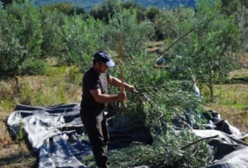 Εξεγείρονται για την επιβίωσή τους οι αγροτοκτηνοτρόφοι στον Δ. Ευρώτα