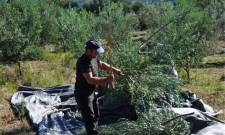 &Epsilon;&xi;&epsilon;&gamma;&epsilon;ί&rho;&omicron;&nu;&tau;&alpha;&iota; &gamma;&iota;&alpha; &tau;&eta;&nu; &epsilon;&pi;&iota;&beta;ί&omega;&sigma;ή &tau;&omicron;&upsilon;&sigmaf; &omicron;&iota; &alpha;&gamma;&rho;&omicron;&tau;&omicron;&kappa;&tau;&eta;&nu;&omicron;&tau;&rho;ό&phi;&omicron;&iota; &sigma;&tau;&omicron;&nu; &Delta;. &Epsilon;&upsilon;&rho;ώ&tau;&alpha;