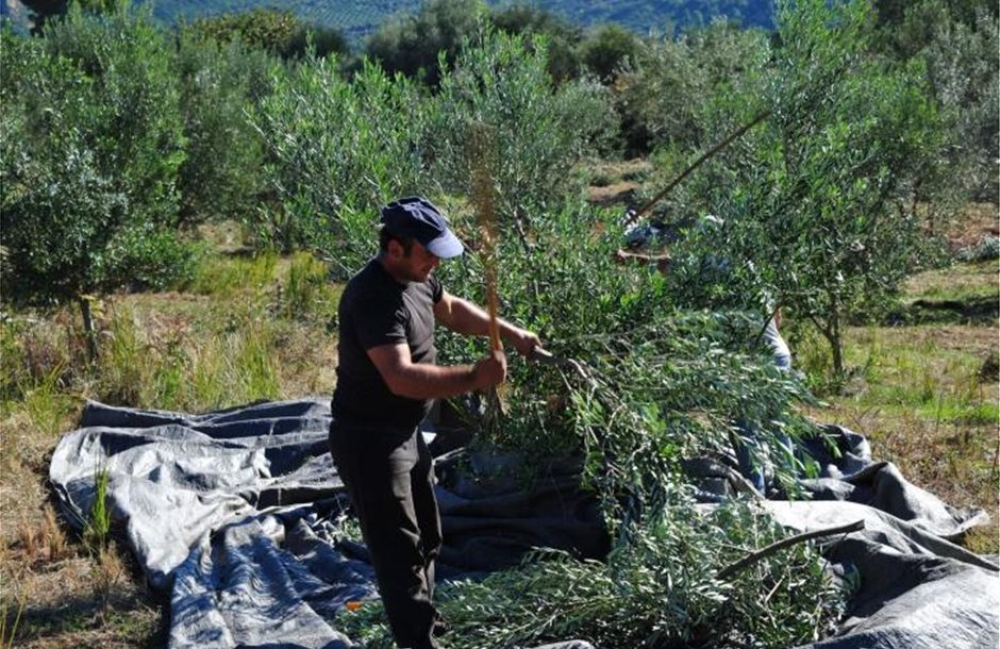 &Epsilon;&xi;&epsilon;&gamma;&epsilon;ί&rho;&omicron;&nu;&tau;&alpha;&iota; &gamma;&iota;&alpha; &tau;&eta;&nu; &epsilon;&pi;&iota;&beta;ί&omega;&sigma;ή &tau;&omicron;&upsilon;&sigmaf; &omicron;&iota; &alpha;&gamma;&rho;&omicron;&tau;&omicron;&kappa;&tau;&eta;&nu;&omicron;&tau;&rho;ό&phi;&omicron;&iota; &sigma;&tau;&omicron;&nu; &Delta;. &Epsilon;&upsilon;&rho;ώ&tau;&alpha;