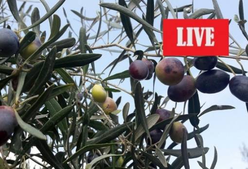 Δείτε απευθείας την εκδήλωση της ΕΑΣ Λακωνίας για το γλοιοσπόριο της ελιάς (LIVE)