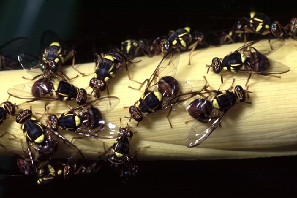 &Epsilon;&nu;&eta;&mu;έ&rho;&omega;&sigma;&eta; &gamma;&iota;&alpha; &tau;&omicron; &epsilon;&pi;&iota;&beta;&lambda;&alpha;&beta;έ&sigmaf; έ&nu;&tau;&omicron;&nu;&omicron; Bactrocera dorsalis &alpha;&pi;ό &tau;&eta;&nu; &Pi;&Epsilon; &Lambda;&alpha;&kappa;&omega;&nu;ί&alpha;&sigmaf;