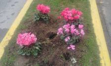 Μια που φυτεύτηκαν, μια που έκαναν… φτερά  τα κυκλάμινα στη Σπάρτη