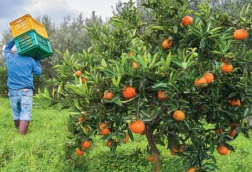 Μείωση της παραγωγής πορτοκαλιών στην Ευρωπαϊκή Ένωση