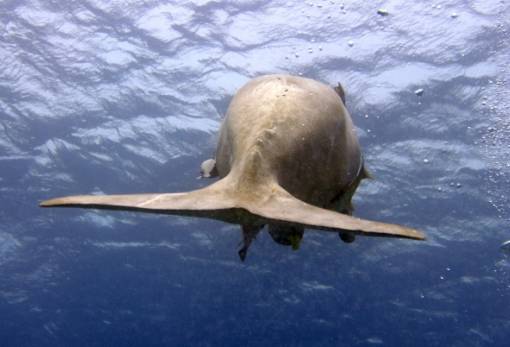 Εξαφανισμένο είδος κηρύχθηκε το θηλαστικό που ενέπνευσε το μύθο της γοργόνας