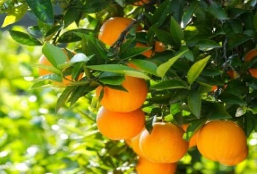 Η εικόνα της αγοράς πορτοκαλιού στην Ευρώπη μέσα από τα στοιχεία της Κομισιόν