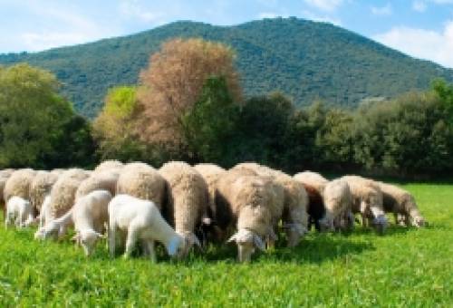 Ευλογιά αιγοπροβάτων: Συναγερμός χωρίς εκπτώσεις ενόψει εορτών