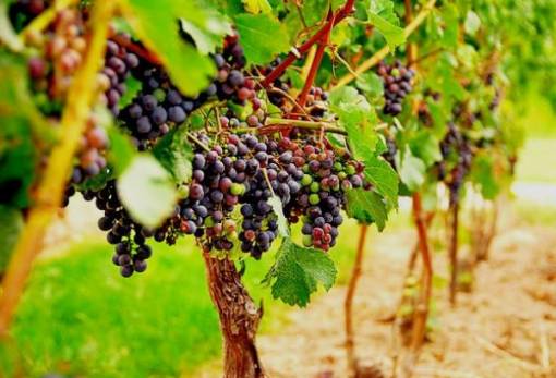 Μέτρα στήριξης στο αμπέλι και τον κλάδο οίνου και για το 2021 εγκρίνει η Κομισιόν
