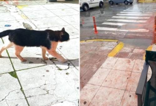 Το… μέικαπ που ξέβαψε και οι… «κεραμιδόγατοι»