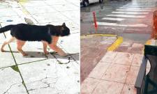 Το… μέικαπ που ξέβαψε και οι… «κεραμιδόγατοι»