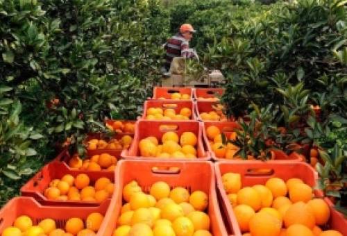 Συμμαχία για «καρποφόρα» αγροδιατροφή στην Πελοπόννησο