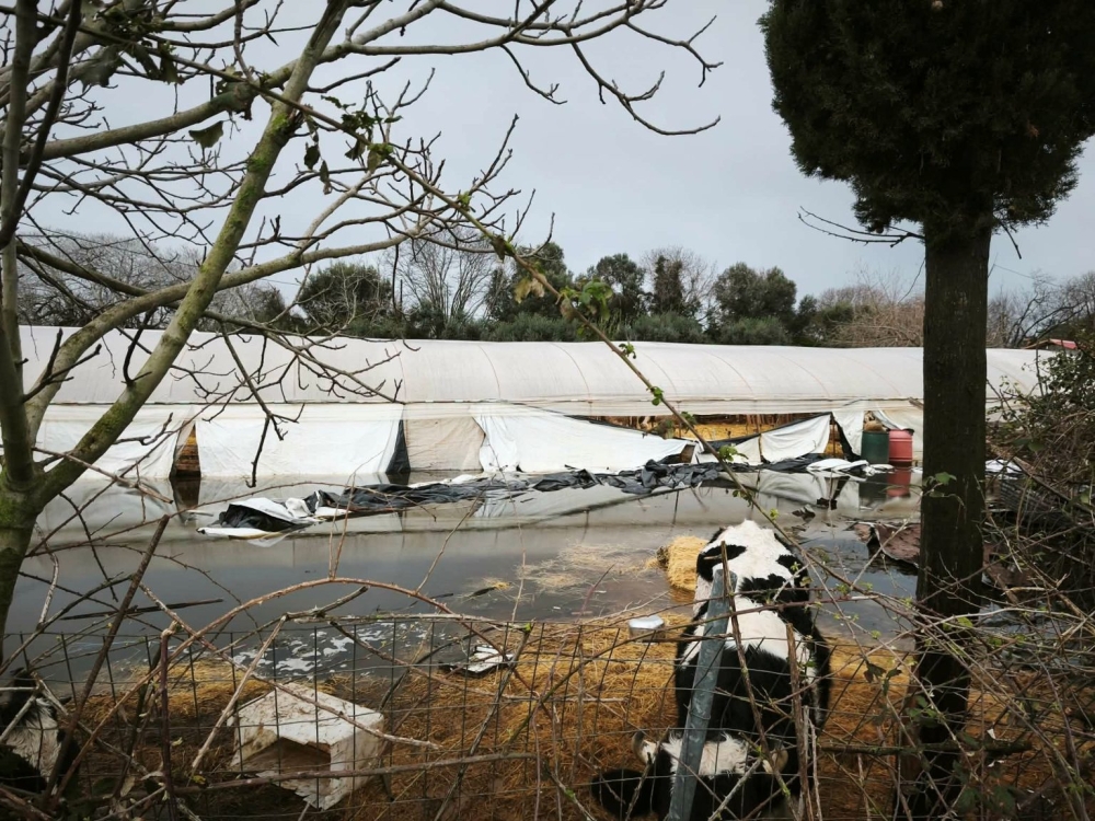 &Epsilon;&Alpha;&Epsilon;&Epsilon;: &Alpha;&upsilon;&xi;ά&nu;&epsilon;&tau;&alpha;&iota; &eta; &sigma;&upsilon;&chi;&nu;ό&tau;&eta;&tau;&alpha; &kappa;&alpha;&iota; &eta; έ&nu;&tau;&alpha;&sigma;&eta; &tau;&omega;&nu; &phi;&upsilon;&sigma;&iota;&kappa;ώ&nu; &kappa;&alpha;&tau;&alpha;&sigma;&tau;&rho;&omicron;&phi;ώ&nu; &sigma;&tau;&eta;&nu; &Epsilon;&lambda;&lambda;ά&delta;&alpha;