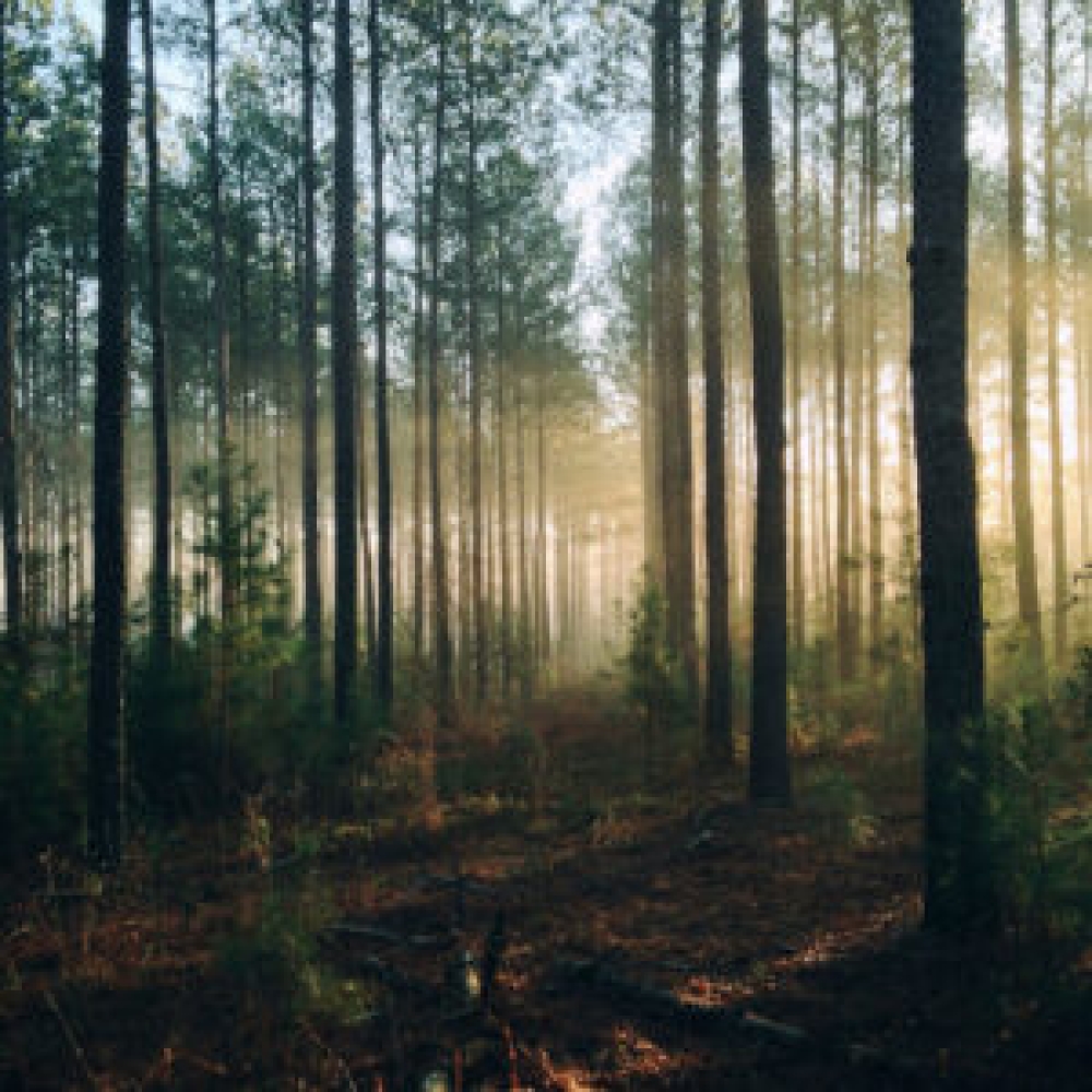 Ά&lambda;&sigma;&omicron;&sigmaf; &mu;&epsilon; &tau;&omicron; &mu;&epsilon;&gamma;&alpha;&lambda;ύ&tau;&epsilon;&rho;&omicron; &delta;έ&nu;&tau;&rho;&omicron; &sigma;&tau;&omicron;&nu; &kappa;ό&sigma;&mu;&omicron; &pi;&alpha;&rho;ά&gamma;&epsilon;&iota; &mu;&omicron;&nu;&alpha;&delta;&iota;&kappa;&omicron;ύ&sigmaf; ή&chi;&omicron;