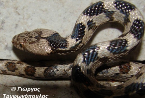 Το ζώο της εβδομάδας: Αγιόφιδο (Telescopus fallax)