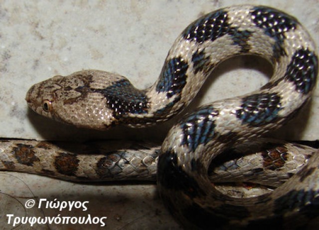 &Tau;&omicron; &zeta;ώ&omicron; &tau;&eta;&sigmaf; &epsilon;&beta;&delta;&omicron;&mu;ά&delta;&alpha;&sigmaf;: &Alpha;&gamma;&iota;ό&phi;&iota;&delta;&omicron; (Telescopus fallax)