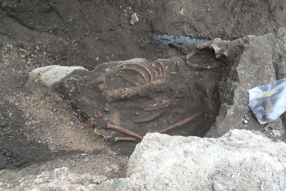 &Mu;&alpha;&kappa;ά&beta;&rho;&iota;&omicron;! &Alpha;&nu;&theta;&rho;ώ&pi;&iota;&nu;&omicron;&sigmaf; &sigma;&kappa;&epsilon;&lambda;&epsilon;&tau;ό&sigmaf; &epsilon;&nu;&tau;&omicron;&pi;ί&sigma;&tau;&eta;&kappa;&epsilon; &sigma;&tau;&eta; &Nu;&epsilon;ά&pi;&omicron;&lambda;&eta;