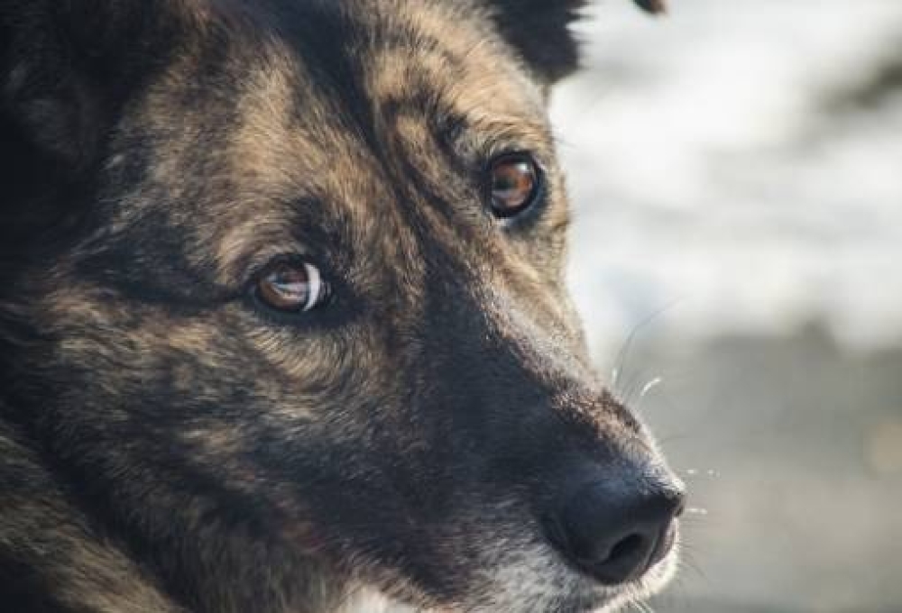 &Sigma;ύ&lambda;&lambda;&eta;&psi;&eta; &kappa;&alpha;&iota; &pi;&rho;ό&sigma;&tau;&iota;&mu;&omicron; &gamma;&iota;&alpha; &pi;&alpha;&rho;&alpha;&mu;έ&lambda;&eta;&sigma;&eta; &sigma;&kappa;ύ&lambda;&omega;&nu;