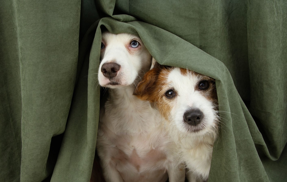&Chi;&nu;&omicron;&upsilon;&delta;&omega;&tau;έ&sigmaf; &Delta;&iota;&alpha;&delta;&rho;&omicron;&mu;έ&sigmaf;: &Sigma;&tau;&rho;&epsilon;&sigmaf; &kappa;&alpha;&iota; &sigma;&kappa;ύ&lambda;&omicron;&sigmaf;