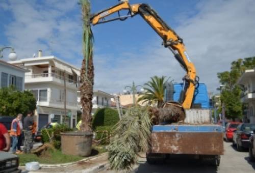 Νέα φοινικόδεντρα φέρνουν στη Σπάρτη μια …αύρα «Σικελίας»