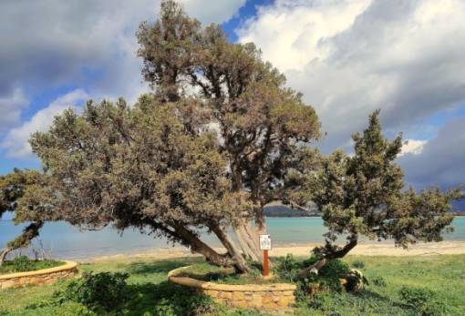 Αιωνόβιο Δέντρο Ελληνικής Επανάστασης ο κέδρος της Ελαφονήσου