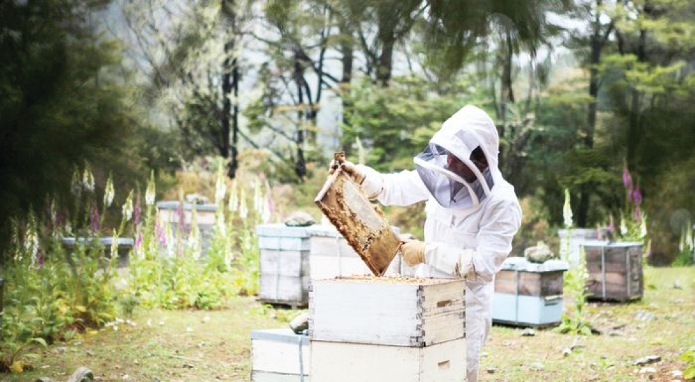 &Delta;&omega;&rho;&epsilon;ά&nu; &tau;&alpha;&chi;ύ&rho;&rho;&upsilon;&theta;&mu;&alpha; &sigma;&epsilon;&mu;&iota;&nu;ά&rho;&iota;&alpha; &kappa;&alpha;&tau;ά&rho;&tau;&iota;&sigma;&eta;&sigmaf; &gamma;&iota;&alpha; &mu;&epsilon;&lambda;&iota;&sigma;&sigma;&omicron;&kappa;ό&mu;&omicron;&upsilon;&sigmaf; &alpha;&pi;ό &tau;&omicron;&nu; &Epsilon;&Lambda;&Gamma;&Omicron; &ndash; &Delta;&Eta;&Mu;&Eta;&Tau;&Rho;&Alpha;