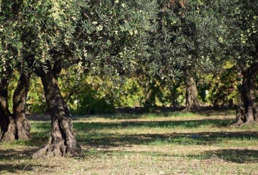 Υποβολή δηλώσεων στον ΕΛΓΑ για την πτώση αθηνολιάς έως 23 Ιανουαρίου