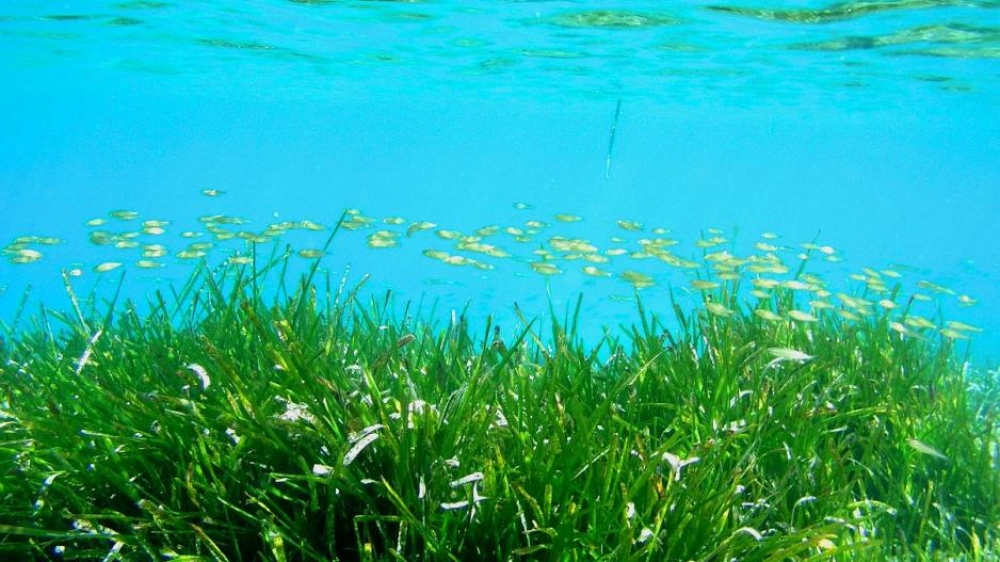 &Tau;&omicron; &mu;&epsilon;&gamma;&alpha;&lambda;ύ&tau;&epsilon;&rho;&omicron; &upsilon;&pi;&omicron;&theta;&alpha;&lambda;ά&sigma;&sigma;&iota;&omicron; &phi;&upsilon;&tau;ό-&kappa;&lambda;ώ&nu;&omicron;&sigmaf;  &mu;&epsilon; έ&kappa;&tau;&alpha;&sigma;&eta; ό&sigma;&omicron; 20.000 &pi;&omicron;&delta;&omicron;&sigma;&phi;&alpha;&iota;&rho;&iota;&kappa;ά &gamma;ή&pi;&epsilon;&delta;&alpha;