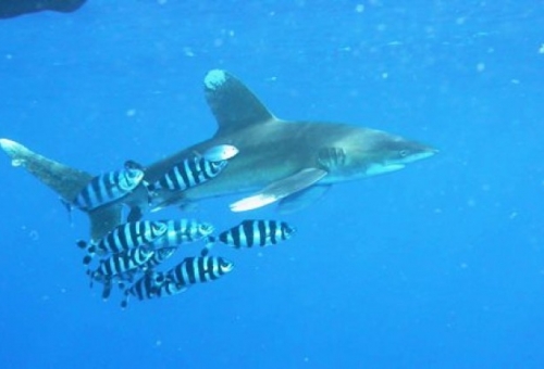 Πέντε είδη καρχαρία και το διαβολόψαρο σε καθεστώς προστασίας