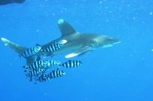 &Pi;έ&nu;&tau;&epsilon; &epsilon;ί&delta;&eta; &kappa;&alpha;&rho;&chi;&alpha;&rho;ί&alpha; &kappa;&alpha;&iota; &tau;&omicron; &delta;&iota;&alpha;&beta;&omicron;&lambda;ό&psi;&alpha;&rho;&omicron; &sigma;&epsilon; &kappa;&alpha;&theta;&epsilon;&sigma;&tau;ώ&sigmaf; &pi;&rho;&omicron;&sigma;&tau;&alpha;&sigma;ί&alpha;&sigmaf;