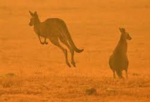 Τρία δισ. ζώα κάηκαν στην Αυστραλία