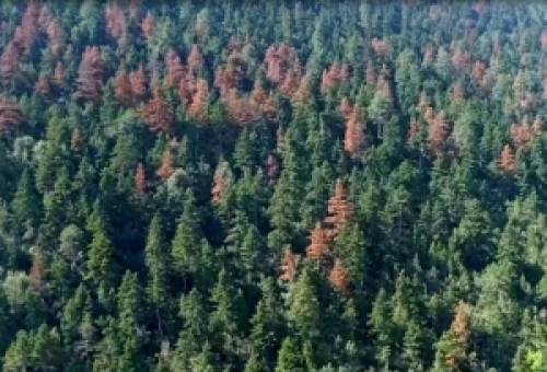 Γρηγοράκου για ξήρανση ελάτων σε Πάρνωνα-Ταΰγετο: «Η κυβέρνηση αφήνει τα δάση χωρίς στρατηγική προστασίας»