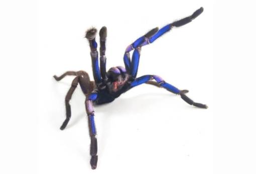 Είδος φωσφορίζουσας μπλε ταραντούλας ανακαλύφθηκε στην Ταϊλάνδη