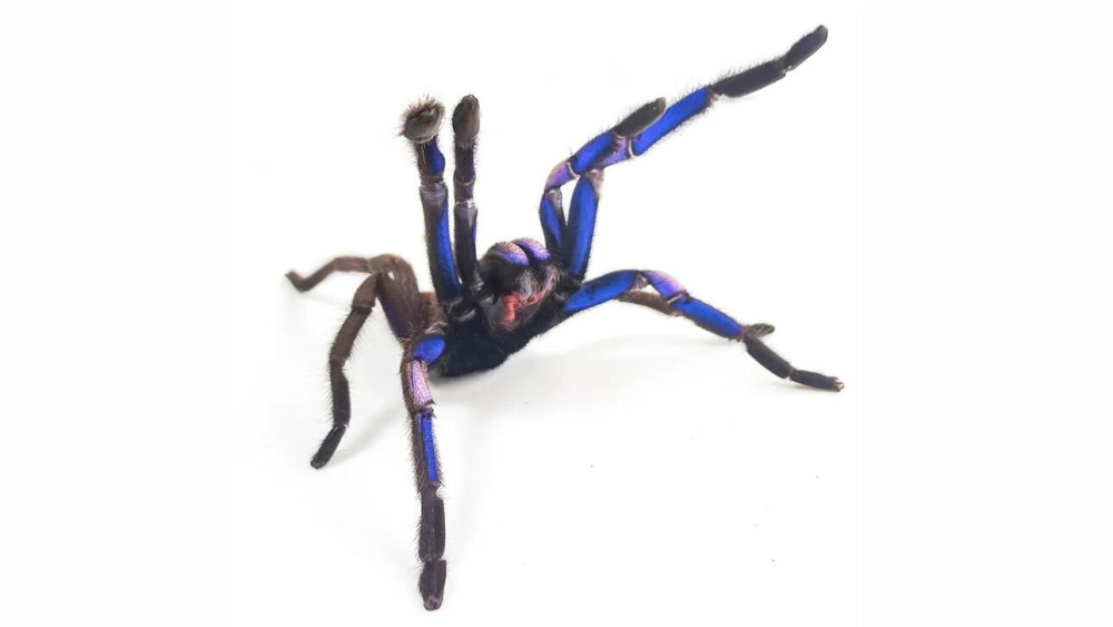 &Epsilon;ί&delta;&omicron;&sigmaf; &phi;&omega;&sigma;&phi;&omicron;&rho;ί&zeta;&omicron;&upsilon;&sigma;&alpha;&sigmaf; &mu;&pi;&lambda;&epsilon; &tau;&alpha;&rho;&alpha;&nu;&tau;&omicron;ύ&lambda;&alpha;&sigmaf; &alpha;&nu;&alpha;&kappa;&alpha;&lambda;ύ&phi;&theta;&eta;&kappa;&epsilon; &sigma;&tau;&eta;&nu; &Tau;&alpha;ϊ&lambda;ά&nu;&delta;&eta;