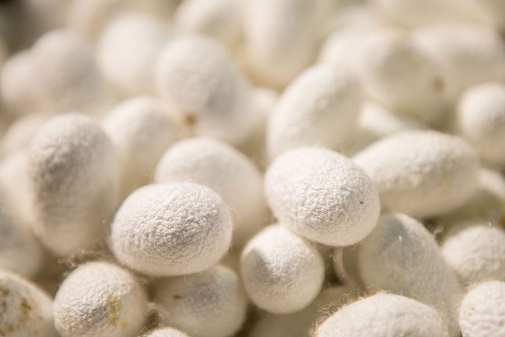 Η Λακωνία στον «δρόμο» του μεταξιού